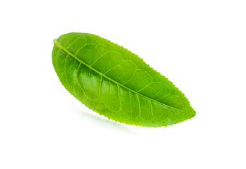 Fototapeta na wymiar green tea leaf isolated on white background.