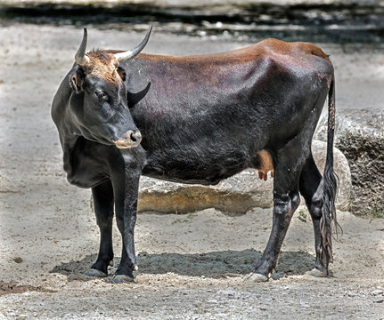 Aurochs cow. These are bred-back species, wild aurochs were exterminated