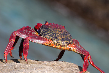rote_Klippenkrabbe