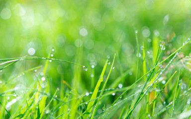 Closeup of gentle grass with drops of water and bokeh light