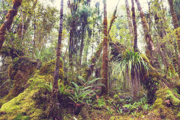 New Zealand forest