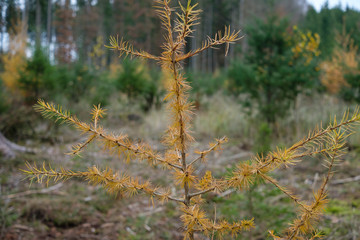 Eine kleine gelb verfärbte Lärche (lat. Larix decidua) im Wald im Herbst