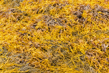 Seaweeds on the beach