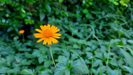 yellow dandelion flower