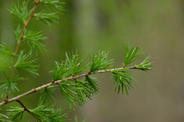 Detail eines Zweiges der Lärche (lat. Larix decidua) in frischem Frühlings-Grün