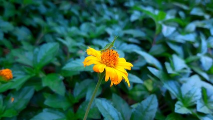 bee on yellow flower