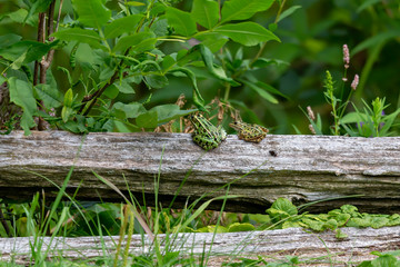 The northern leopard frogs waiting for prey.