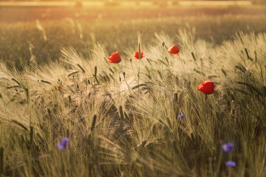 Warm evening at barley field with poppies.
