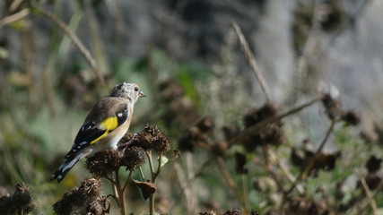 Goldfinch eating a  thistle