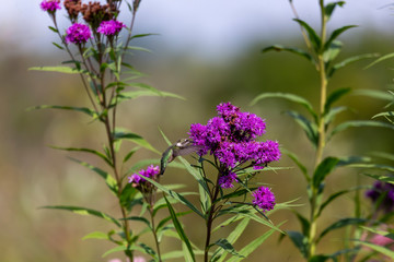 Ruby-throated hummingbird  feeding on nectar 