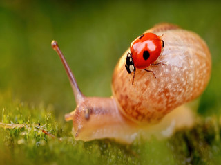 Snail and bug