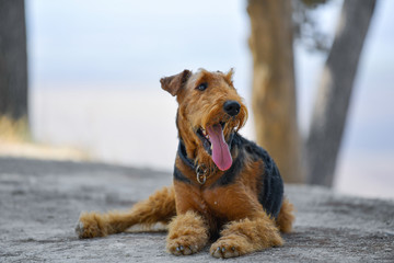 Airedale Terrier dog lies on a trail in the forest during the walking