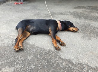 sad dog tied with a rope on concrete floor