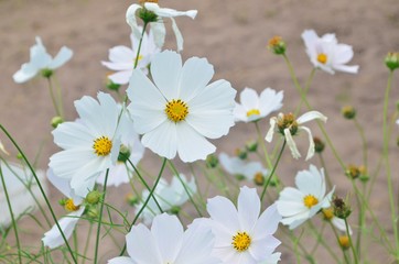 Obraz premium Beautiful cosmos flowers in a garden, white and pink cosmos. Summer garden flowers