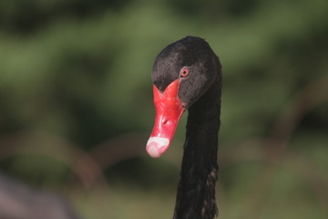 portrait of a black swan