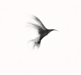 abstract silhouette flying hummingbirds illustration..exotic flying hummingbird isolated on white...