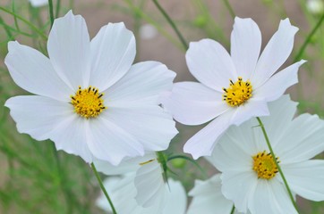 Beautiful cosmos flowers in a garden, white and pink cosmos. Summer garden flowers