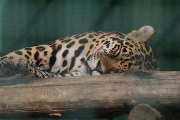 leopard in the zoo