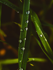 Water drops on the grass