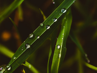 Water drops on the grass
