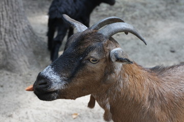 portrait of a goat