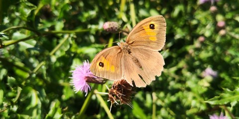 Papillon au jardin