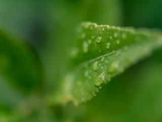 Green leaf with water droplets