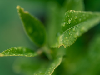 water drops on a green leaf