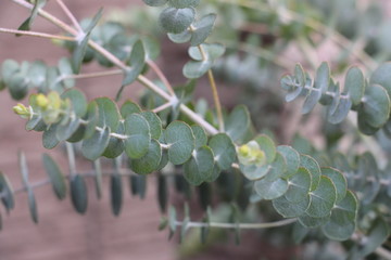 ユーカリ　植物　庭　ユーカリポポラス
