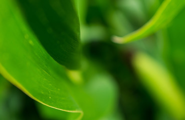 leaves lines with green background
