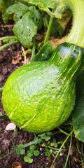 Courges maxima - Hubbard vert verruqueux