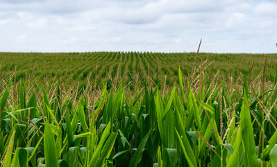 Corn cultivated on the farm