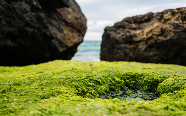 Stone on the coast cover by algae