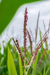 Violet flower in the green cornfield