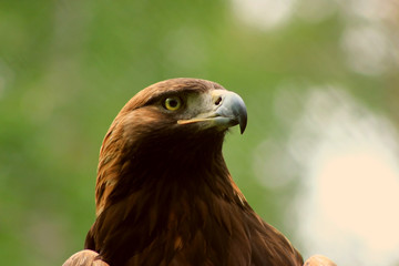 Steinadler