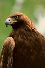 Steinadler