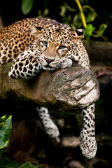 Leopard perch 4