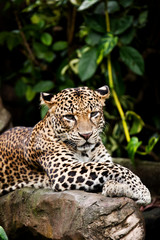 Fototapeta na wymiar Leopard perch 3