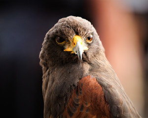 Orange and gray bird