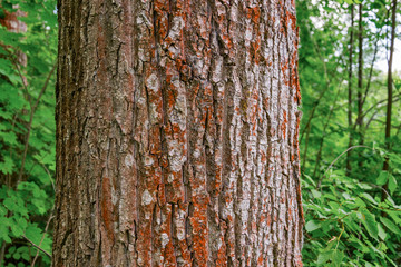 Obraz premium Pine trunk