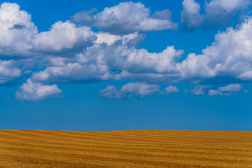 striped field of cereals after peeling