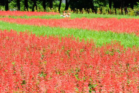 ヒゴロモソウ Images Browse 59 Stock Photos Vectors And Video Adobe Stock