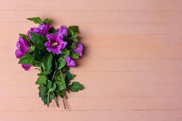 a bouquet of hibiscus flowers on a pink background with a copy space