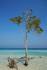 green tree in calm blue water. green deciduous tree in calm sea water on a tropical island