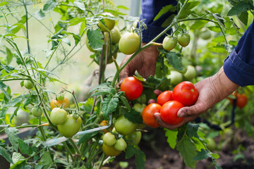 The farmer's hands are holding tomatoes. A farmer works in a greenhouse. Rich harvest concept