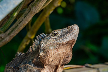A wild black spiny-tailed iguana sits on a patio near Manuel Antonio National Park in Costa Rica. Ctenosaura lizard