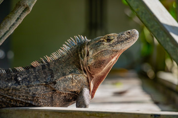 A wild black spiny-tailed iguana sits on a patio near Manuel Antonio National Park in Costa Rica. Ctenosaura lizard