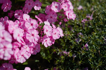 on a vast green field grow fragrant summer red flowers