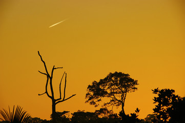 meteorite at dawn. silhouettes of trees against the dawn sky. meteorite tail over the jungle