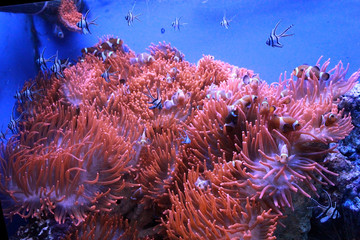 Fototapeta na wymiar Acquario di Genova. Beautiful coral fish on the background of living corals. Italy, Genova. 